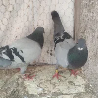 کبوتر پلاکی