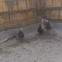 گرفتنی دونه۲۰۰