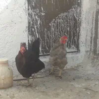 مرغ کفتر