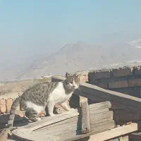 گربه آواکاتسا