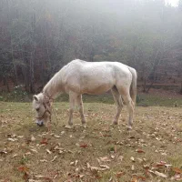 اسب  جوان وسالم