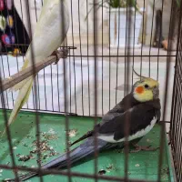 یک جفت عروس هلندی