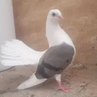 کبوتر چتری دوکت آبی