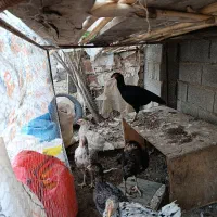 مرغ لاری طوس نسل|حیوانات مزرعه|فاضل آباد, |دیوار