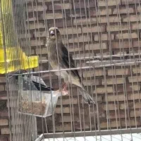 سهره قناری جوجه