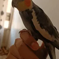 عروس هلندی نر سخنگو