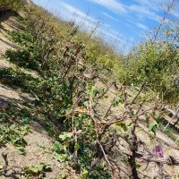 هرس و پیوند انواع درختان میوه ای