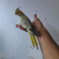 جوجه عروس هلندی دونخور ..طوطی گرینچیک