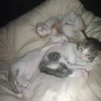 واگذاری گربه