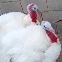 فروش بوقلمون گوشتی زنده