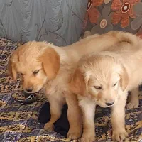 واگذاری چندتوله گلدن رزیامعاوضه باسگ نگهبان