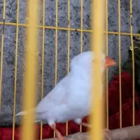 فنج ماده|پرنده|بندرعباس, |دیوار