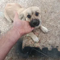 سگ پامر  1ساله نر