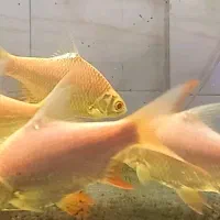 بارب حلب طلایی دم قرمز