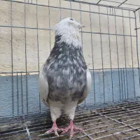 نر زیتونی هفت رنگ نر الماسی قهوه ای|پرنده|کرمانشاه, |دیوار