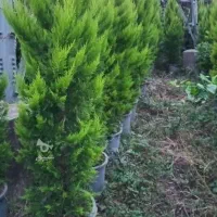 فروش کاج لاوسون بزرگ
