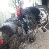 3عدد بوقلمون نر وماده فروش