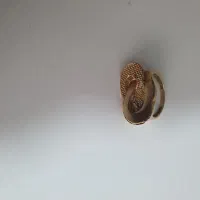 انگشتر طلا|جواهرات|دوگنبدان, |دیوار