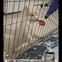 سگ پامر