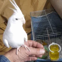 عروس نر و ماده جفت مولد|پرنده|کرج, کلاک بالا|دیوار