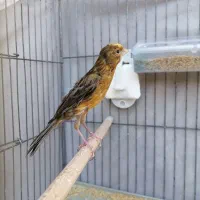 قناری سرخ نر