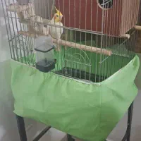 عروس هلندی مولد