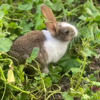 خرگوش دو رنگ زیبا