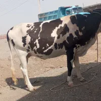 گاو اسراعیلی فروشی|حیوانات مزرعه|چاه داد خدا, |دیوار