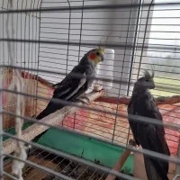 یک جفت طوطی عروس