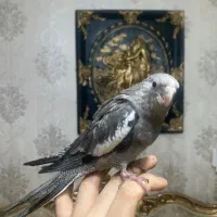 جوجه عروس (بالغ-جفت-ملنگو