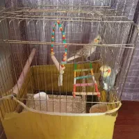 عروس هلندی