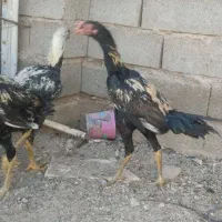 جوجه خروس لاری|حیوانات مزرعه|ایرانشهر, |دیوار