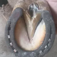 نعل بندی اسب .سرد و نعل داغ|اسب و تجهیزات اسبسواری|سنندج, |دیوار