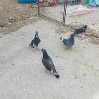 ۳تا جوجه با هم ۲۵۰