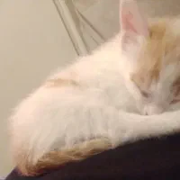 واگذاری بچه گربه