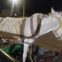 خر سواری دار