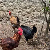 مرغ تخم گذار محلی + خروس محلی اصل
