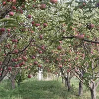 باغ ویلا با سهمیه  آب در اهر