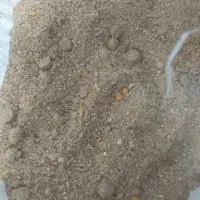 خوراک دام بلغور