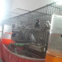 فنچ کراوتی و نرگسی لنگرود|پرنده|رشت, خواهر امام|دیوار