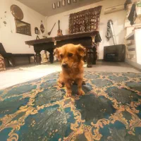 توله سگ اشپیتز فروشی|سگ|بهشهر, |دیوار