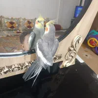 عروس دستی نر معاوضه با نر وحشی برای جفت|پرنده|شریفآباد, |دیوار