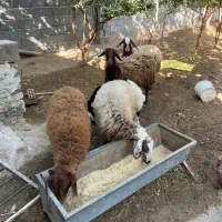 گوسفندبا بره