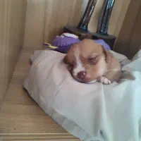 واگذاری پت|سگ|رشت, فلسطین|دیوار