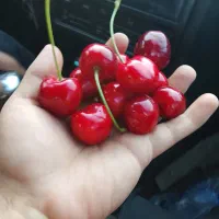چیدن میوه به صورت درصدی