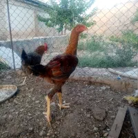 خروس ومرغ لاری