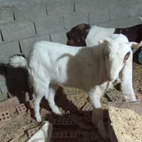 فروشی|حیوانات مزرعه|سراوان, |دیوار