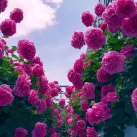 فروش سیم کارت 912با کد 8