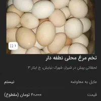 تخم مرغ محلی نطفه دار درشت