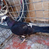 گمشده کفتر|حیوانات|رفسنجان, |دیوار